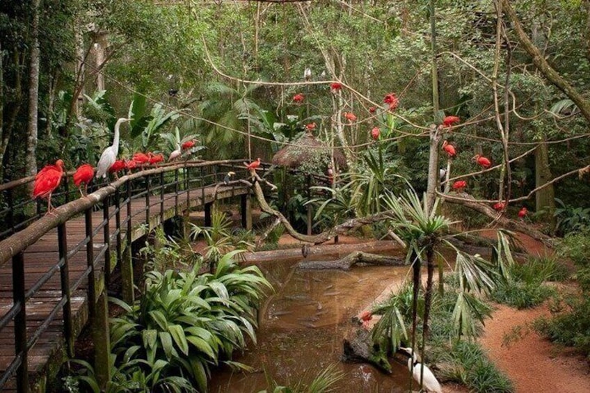 Bird and Waterfall Park side of Brazil with PRIVATE Guide 3