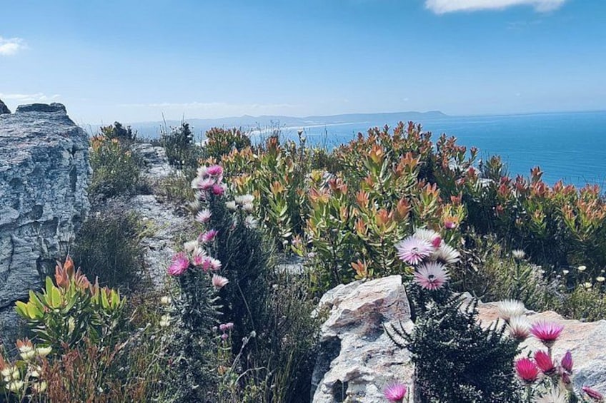 A coastal landscape with rocky terrain and blooming pink flowers. 4