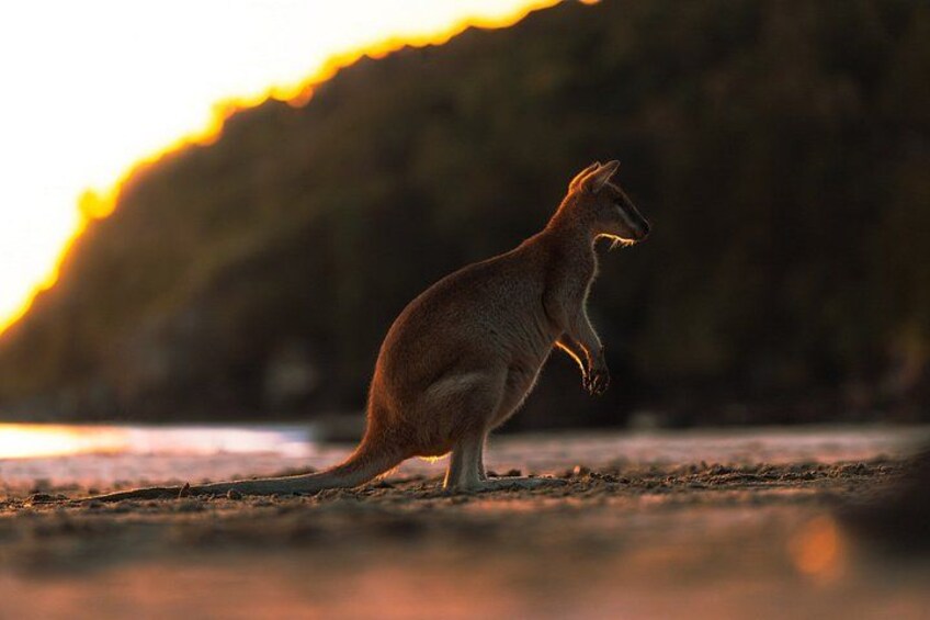 Ultimate Whitsundays Wildlife Experience: Platypus & Kangaroos 5