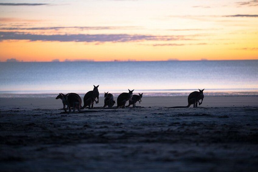 Un grupo de canguros en una playa al atardecer. 1