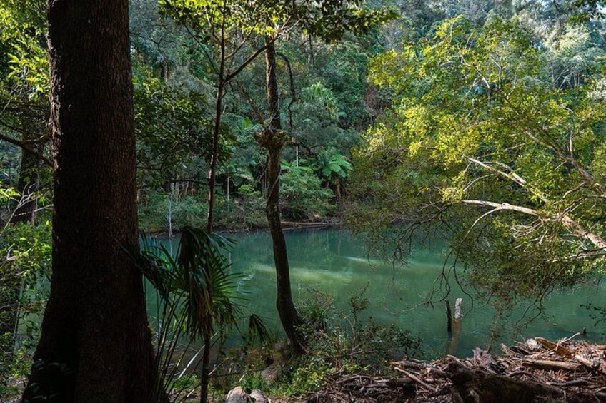 A forested area with a body of water, trees, and foliage. 2