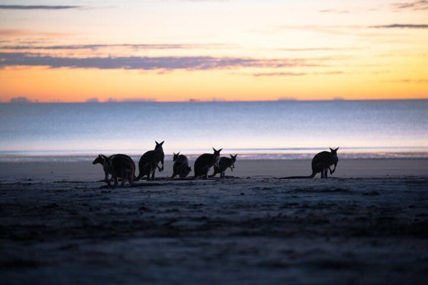 Kangaroos on a beach at sunset. 1