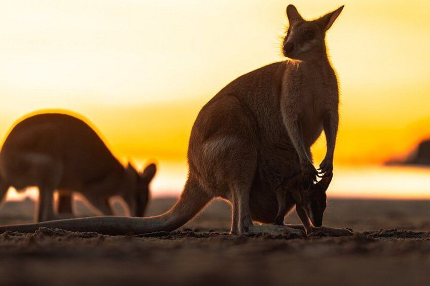 Ultimate Whitsundays Wildlife Experience: Platypus & Kangaroos 4