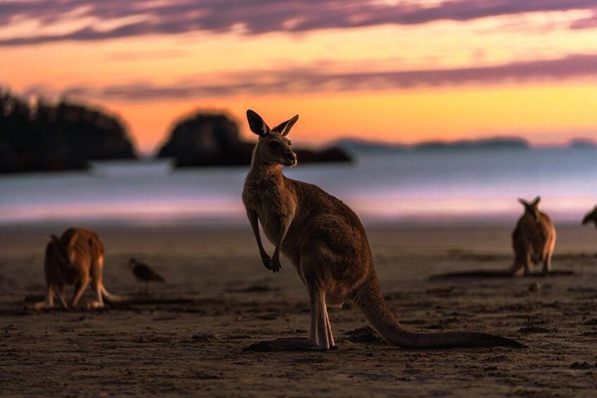 Ultimate Whitsundays Wildlife Experience: Platypus & Kangaroos 3