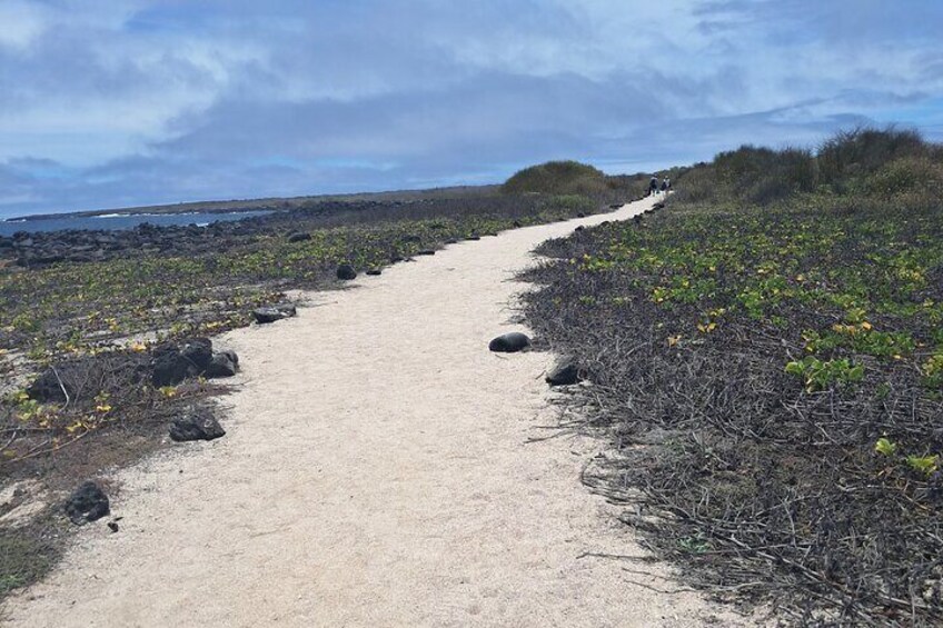 A sandy path leading to a beach with sparse vegetation and rocks. 5