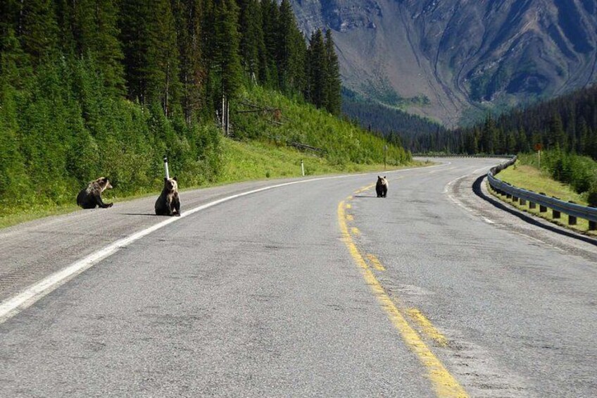 A road with bears sitting on the side, surrounded by forest and mountains. 4
