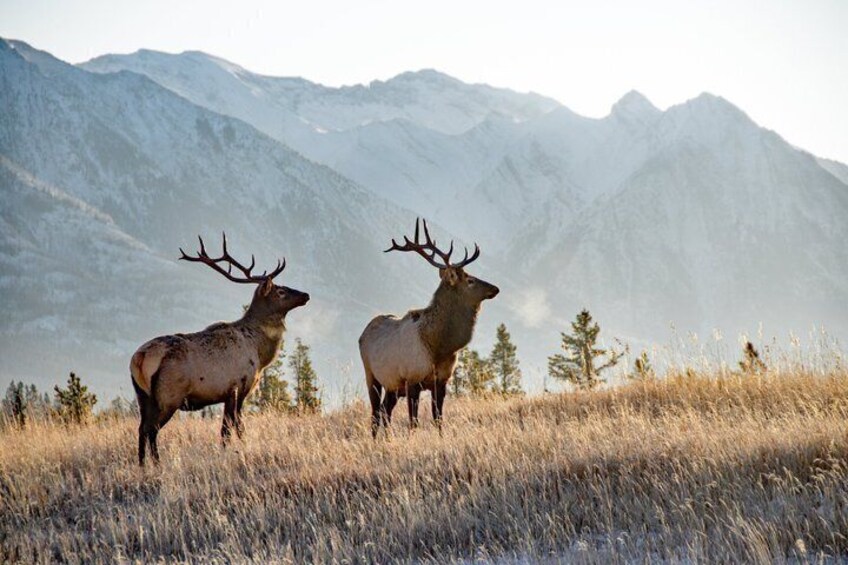 Two elk in a grassy field with mountains in the background. 1