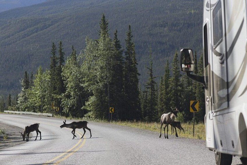 A road with elk crossing, a vehicle, and a mountainous landscape. 2