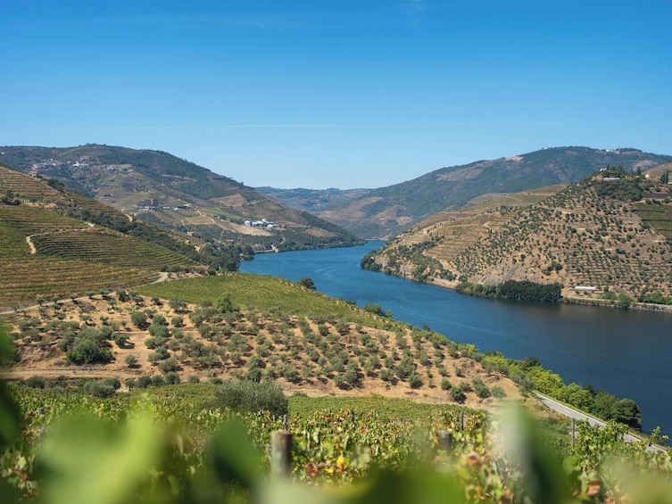 Douro Valley Private Tour with Wine Tasting from Porto 1