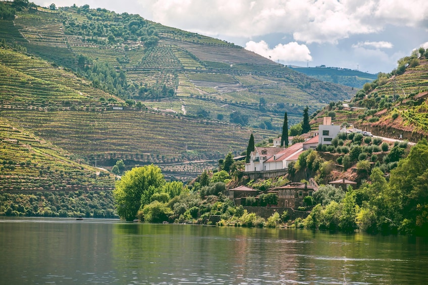 Douro Valley Private Tour with Wine Tasting from Porto 5
