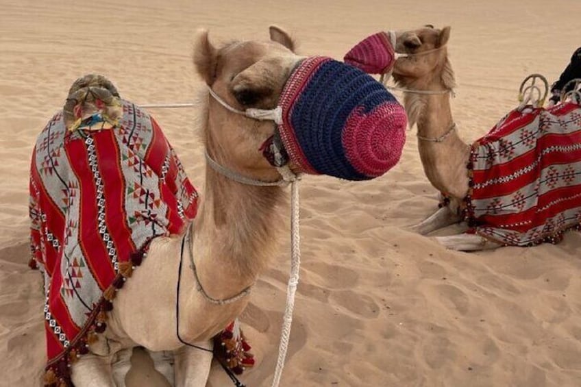 A camel with a colorful knitted hat and a decorated blanket in a desert. 2
