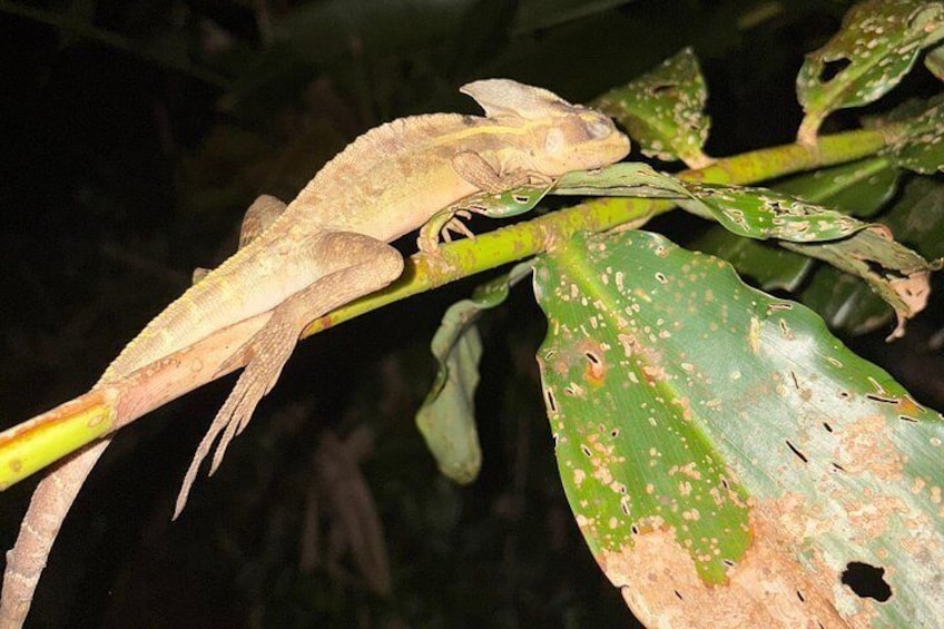 A gecko on a branch with damaged leaves. 4