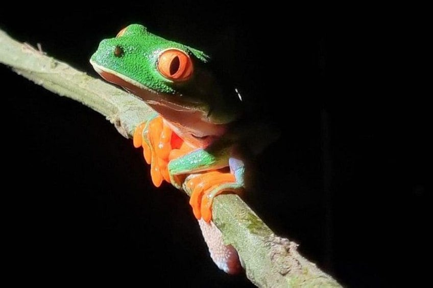A green frog with orange markings on a branch. 1