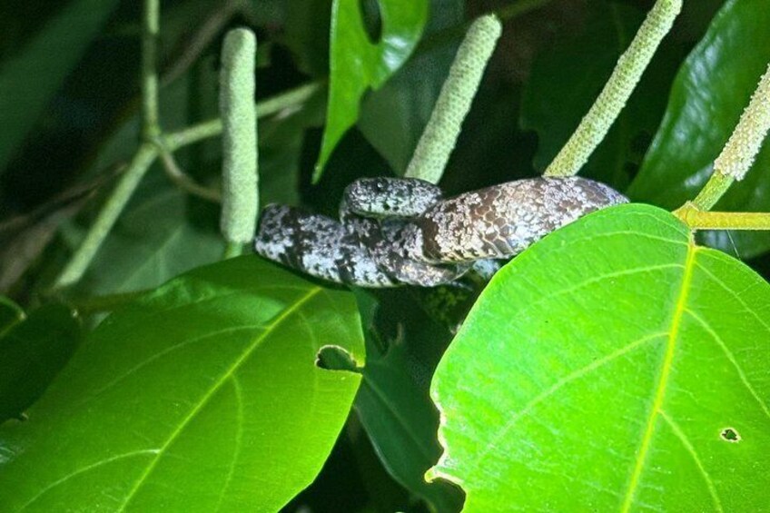 A snake on a green leaf. 3