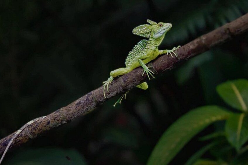 A green lizard on a branch. 2