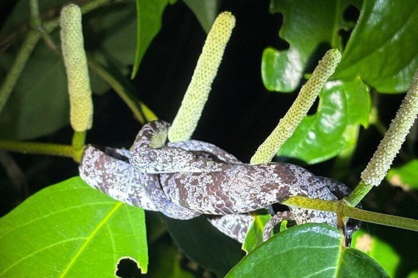 A snake on a plant with green leaves and hanging seed pods. 2
