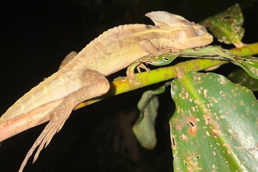 A gecko on a plant. 5