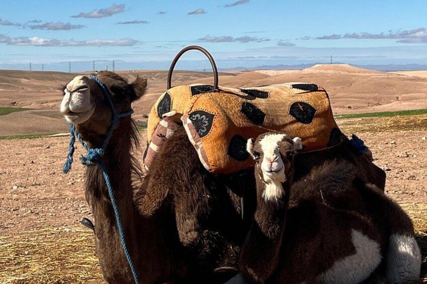 A camel with a saddle and a person riding it. 5