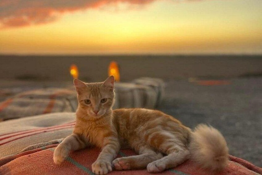 A cat lying on a blanket with a sunset in the background. 4