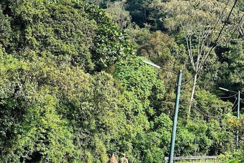 One Day Adventure in Nyungwe Forest, Canopy Walk and Zipline. 4