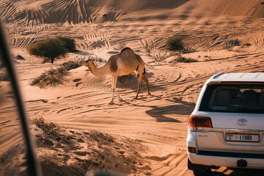 VIP Dubai Desert Safari, Sandboarding Camel Ride and BBQ Dinner 2