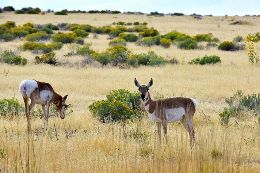 Antelope Island Sunset Wildlife Expedition Great Salt Lake Tour 3