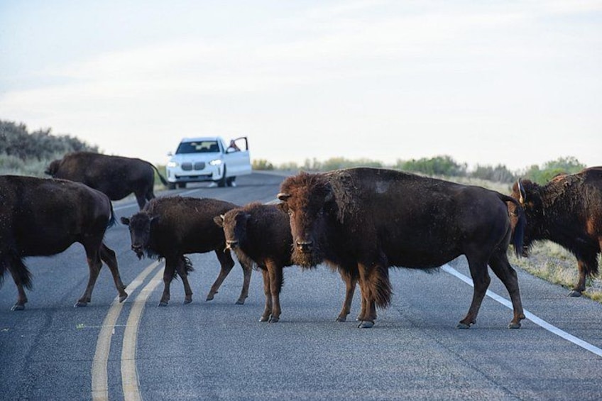 Antelope Island Sunset Wildlife Expedition Great Salt Lake Tour 3
