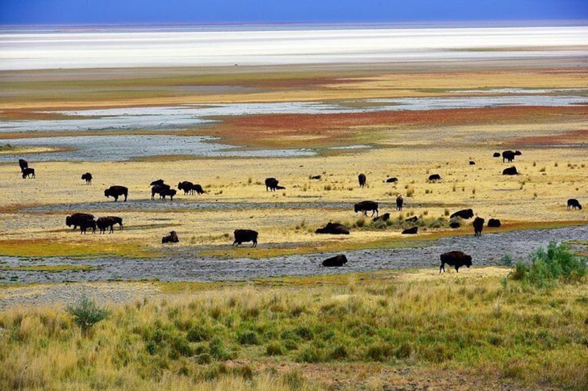 Antelope Island Sunset Wildlife Expedition Great Salt Lake Tour 4