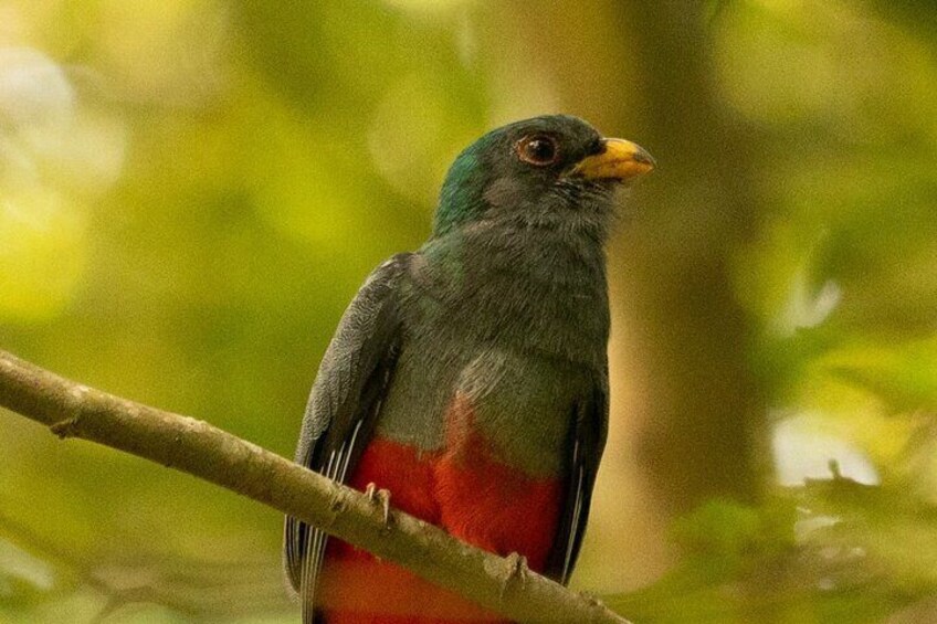Ein Vogel mit grünem Kopf, roter Brust und gelbem Schnabel sitzt auf einem Ast. 2