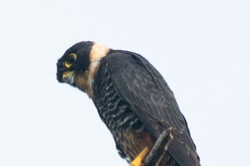 Ein Raubvogel sitzt auf einem Ast. 5