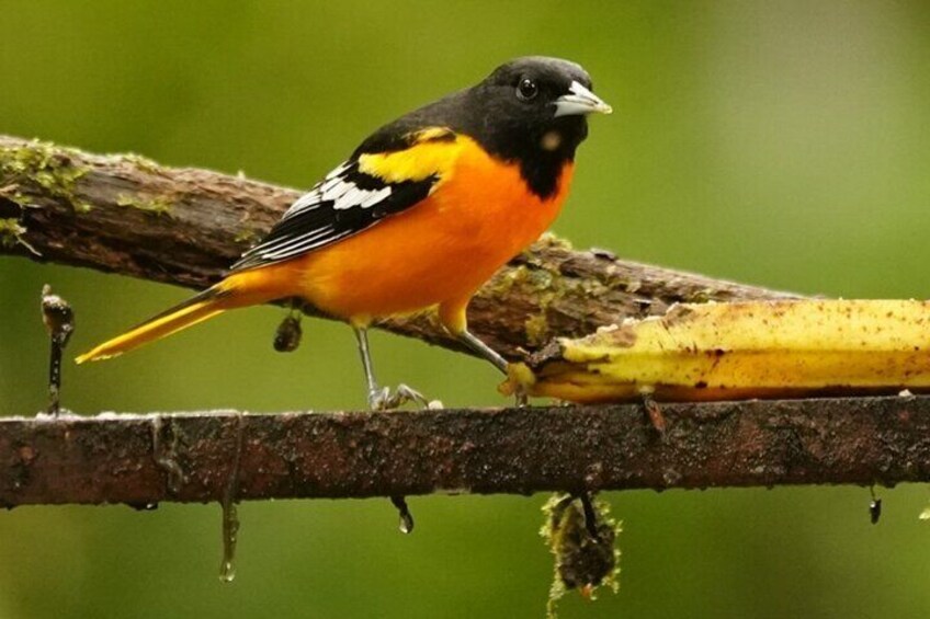 Ein Vogel mit schwarzem, gelbem und weißem Gefieder sitzt auf einem Ast. 3