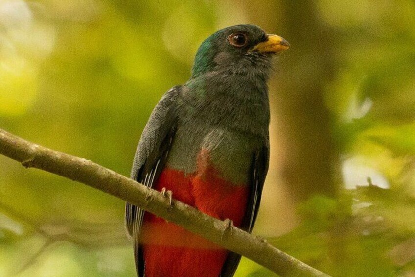 Ein Vogel mit grünem Kopf, roter Brust und gelbem Schnabel sitzt auf einem Ast. 4