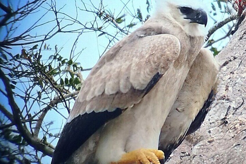 Ein großer Vogel sitzt auf einem Ast. 1