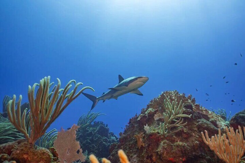 A shark swimming near a coral reef with various types of coral and marine life. 4