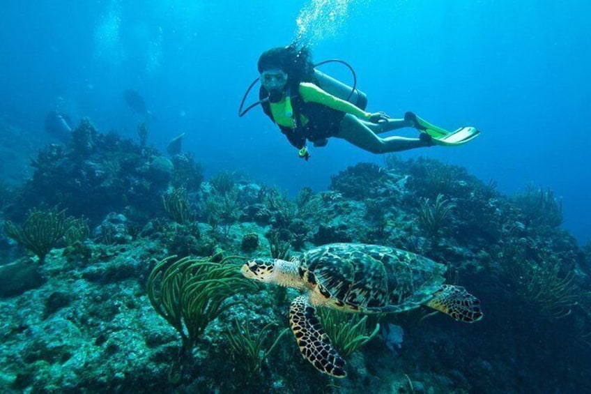 A diver swimming with a sea turtle in a coral reef. 1