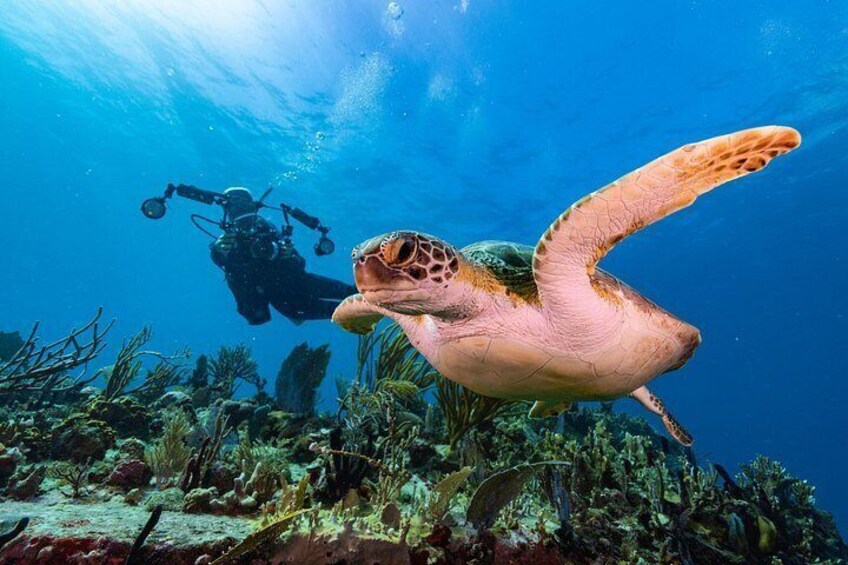 A sea turtle swimming underwater with a diver in the background. 5