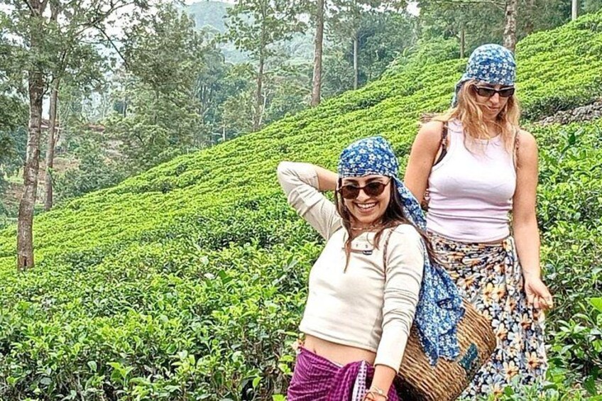 Two people standing on a tea plantation with lush green tea bushes. 2