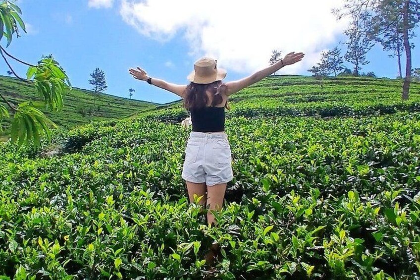 A person standing in a tea plantation with arms outstretched. 1