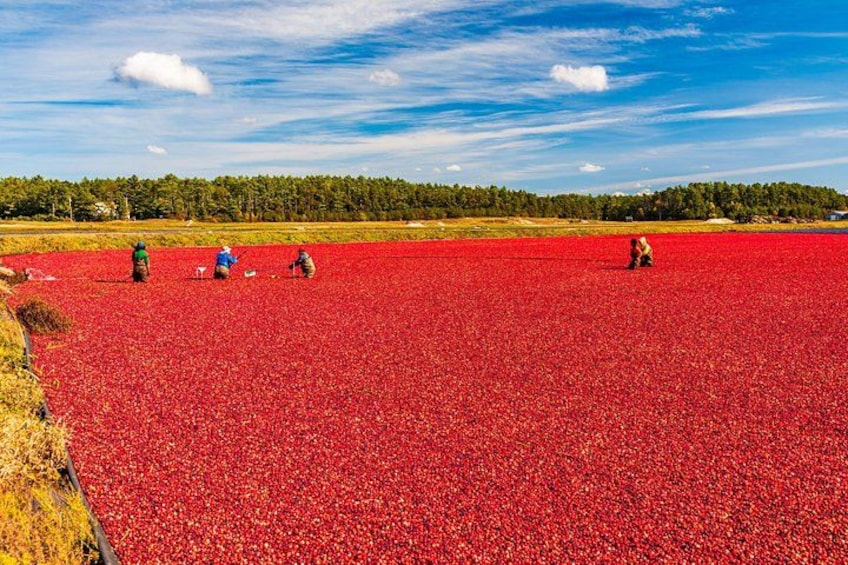 Cranberry bogs 3