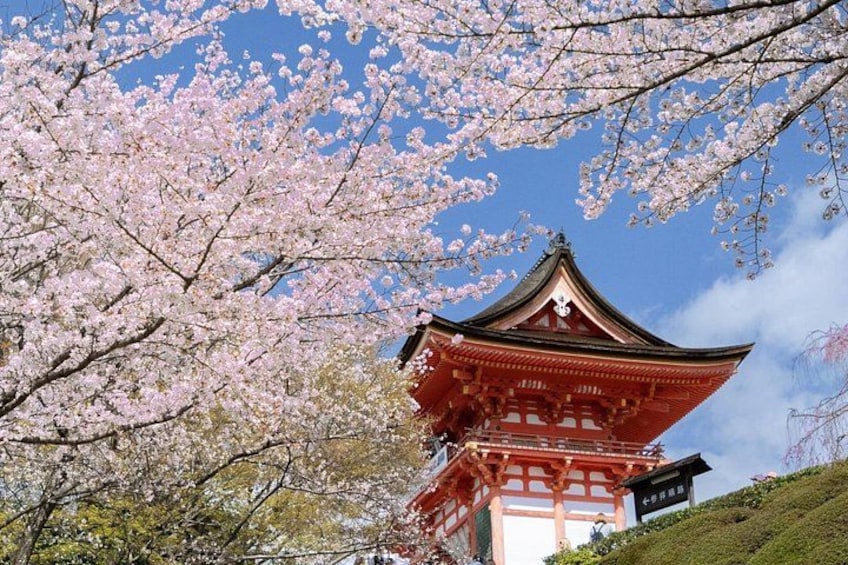 A traditional Japanese pagoda with cherry blossoms in the foreground. 2