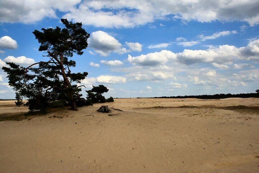 Private Customizable Day Trip of The Netherlands from Rotterdam 3
