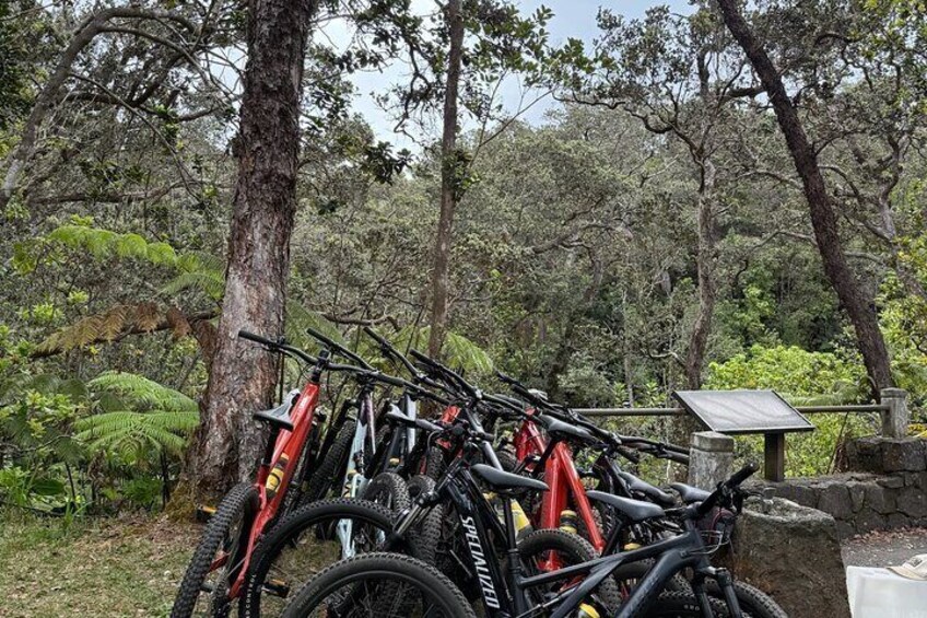 A row of bicycles parked against a tree in a forested area. 5