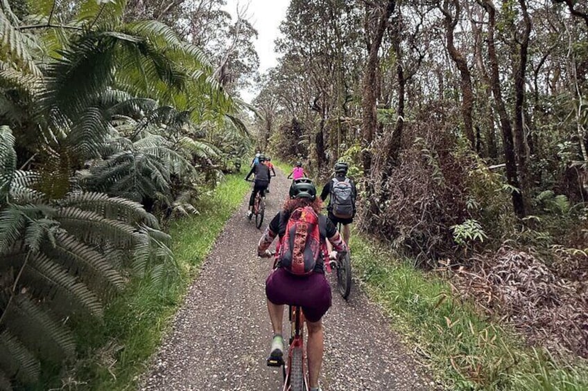 A group of cyclists on a gravel path surrounded by dense ferns and trees. 1