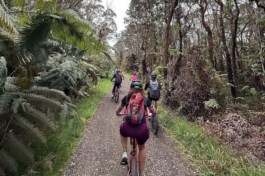 A group of cyclists on a gravel path surrounded by dense ferns and trees. 1