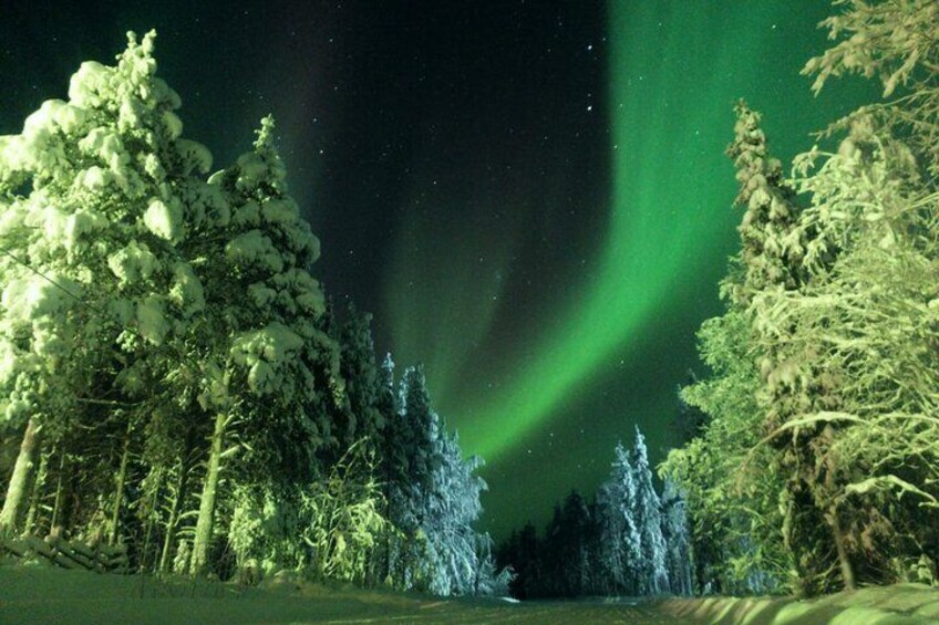 A snowy forest with trees and the aurora borealis. 1