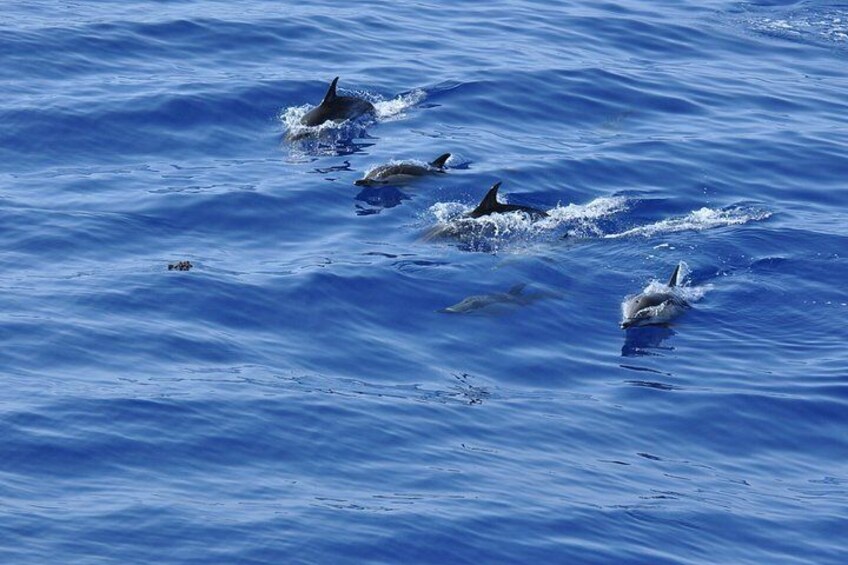 Funchal: Scenic Morning or Sunset Coastal Catamaran Tour 3