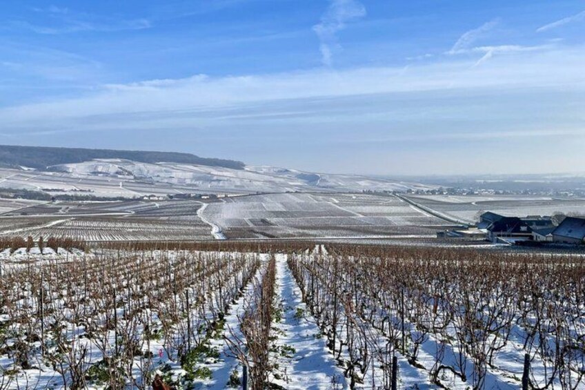 A snow-covered vineyard with rows of dormant grapevines extending into the distance under a clear sky. 3