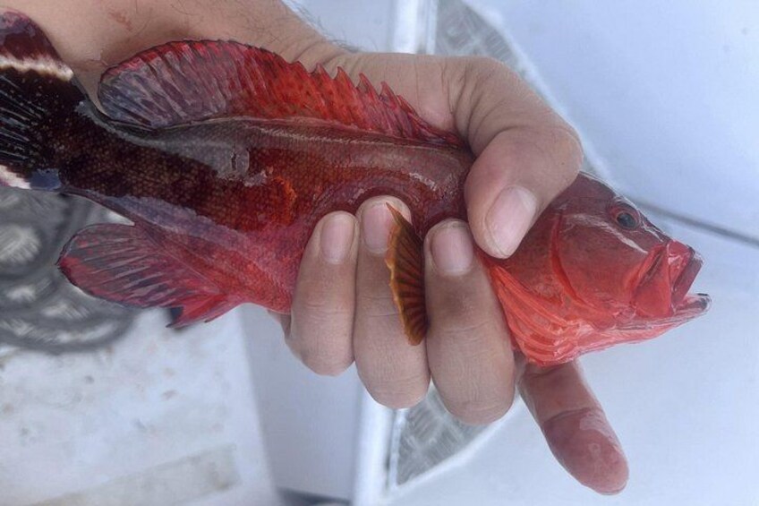 Bali Fun Fishing Charter with Hotel Transfer 3