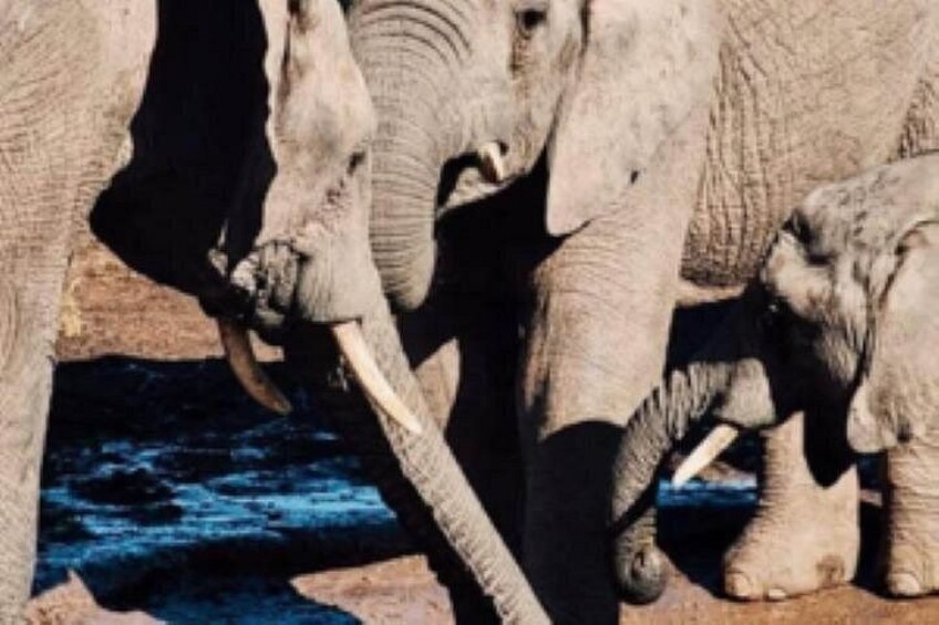 Elephants with tusks standing on rocky terrain. 2
