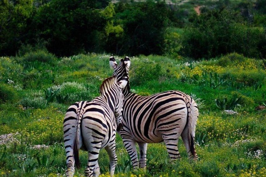 Zebras in a grassy field with trees in the background. 1